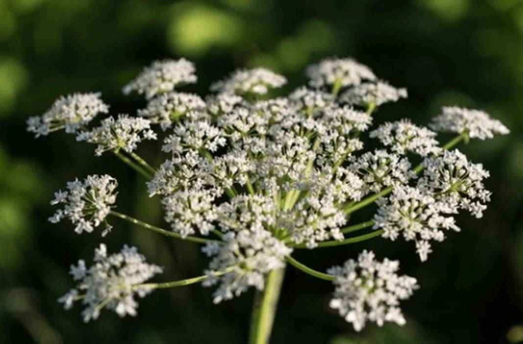 Bu otun sadece yanından geçti, hayatı karardı! Bir ömür onunla yaşayacak, kabus gibi 10